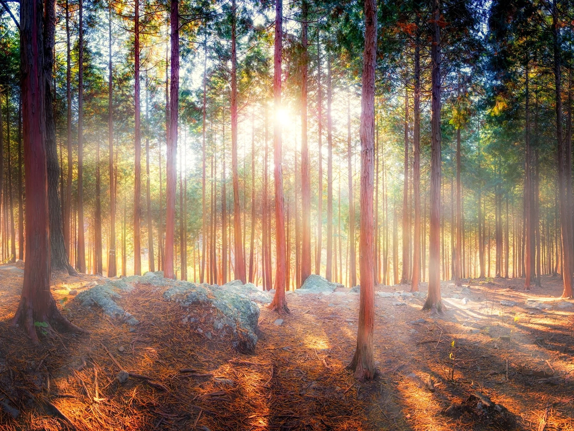 Солнечный Сосновый лес