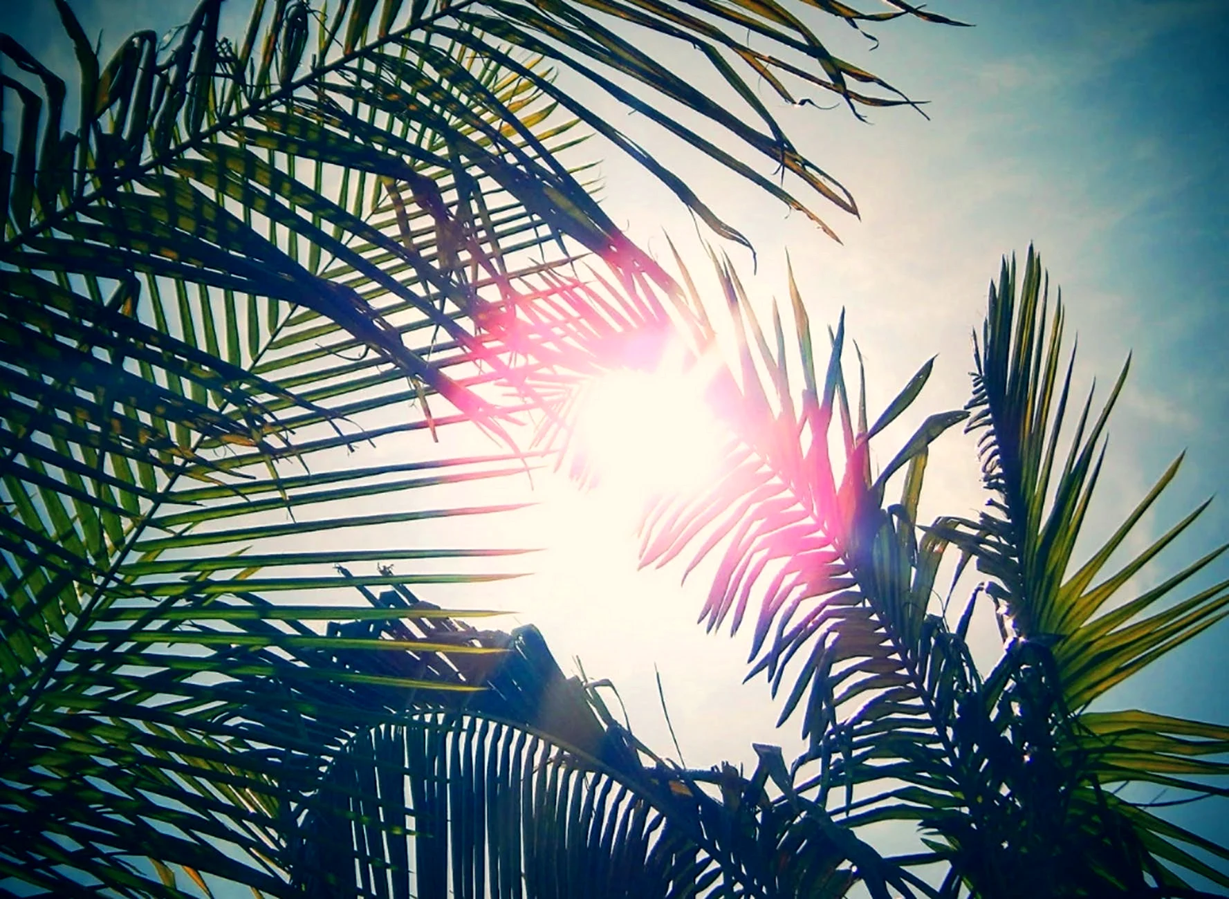 Солнце ветки пальмы Эстетика