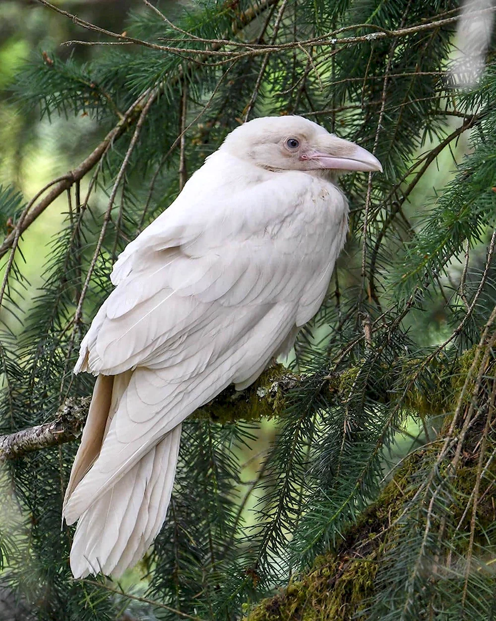 Сорока альбинос