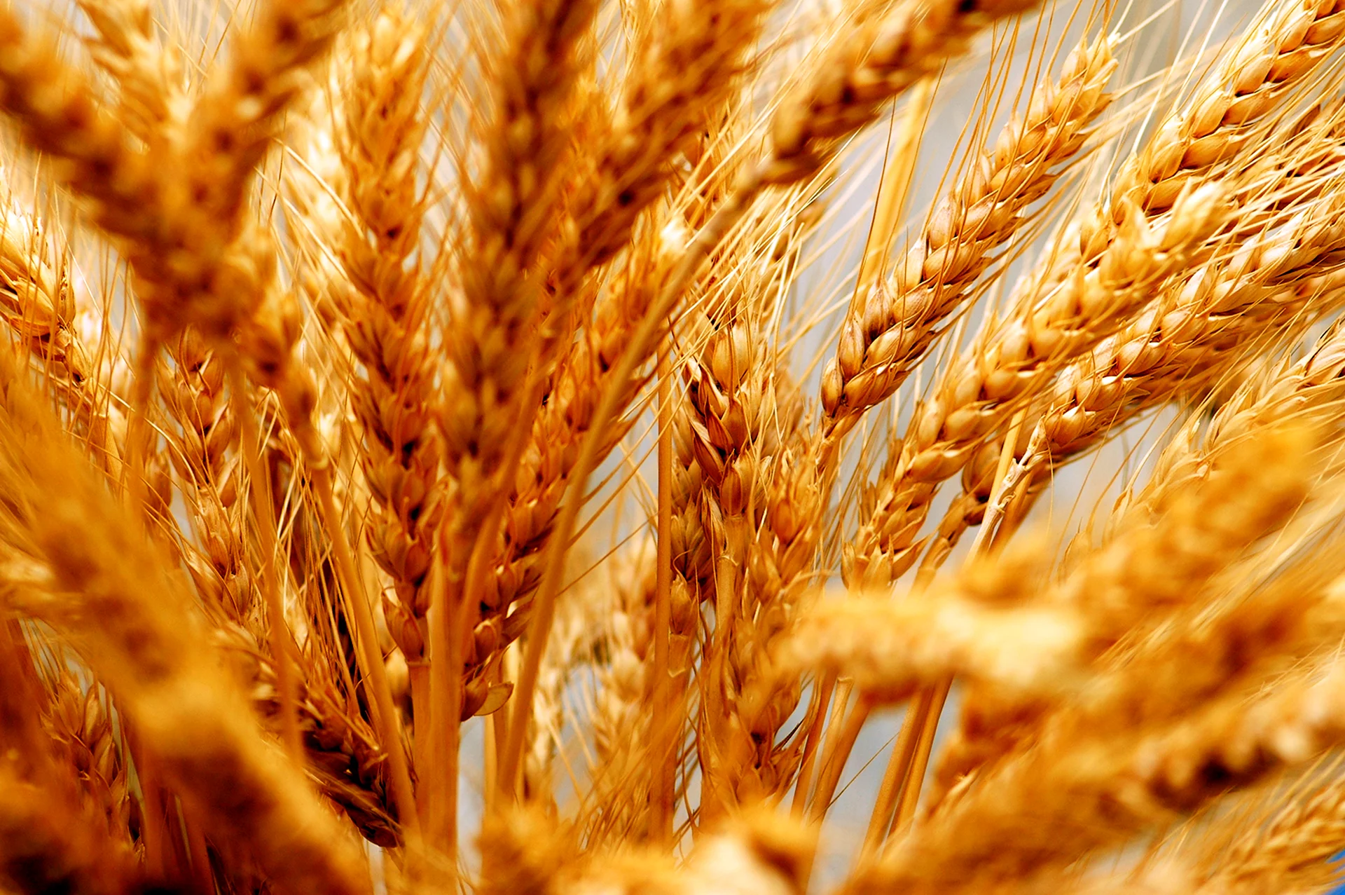 Сорт пшеницы Велена