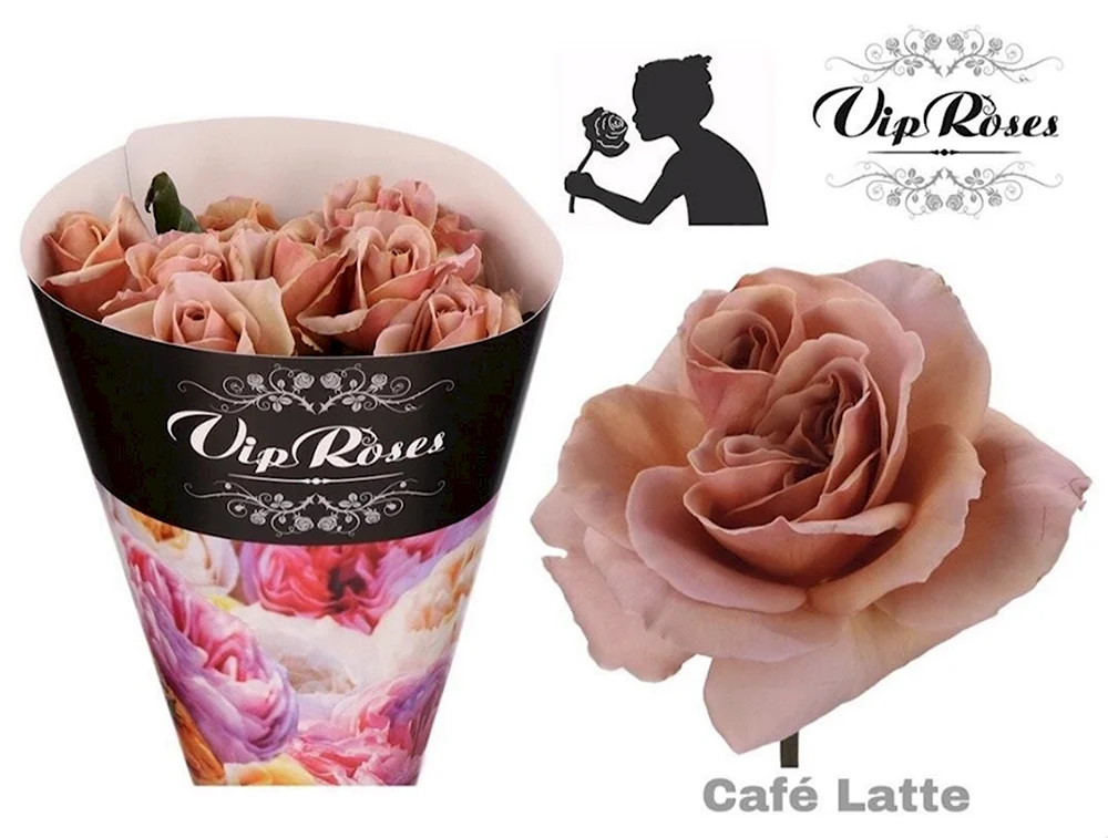 Сорт розы кофе латте