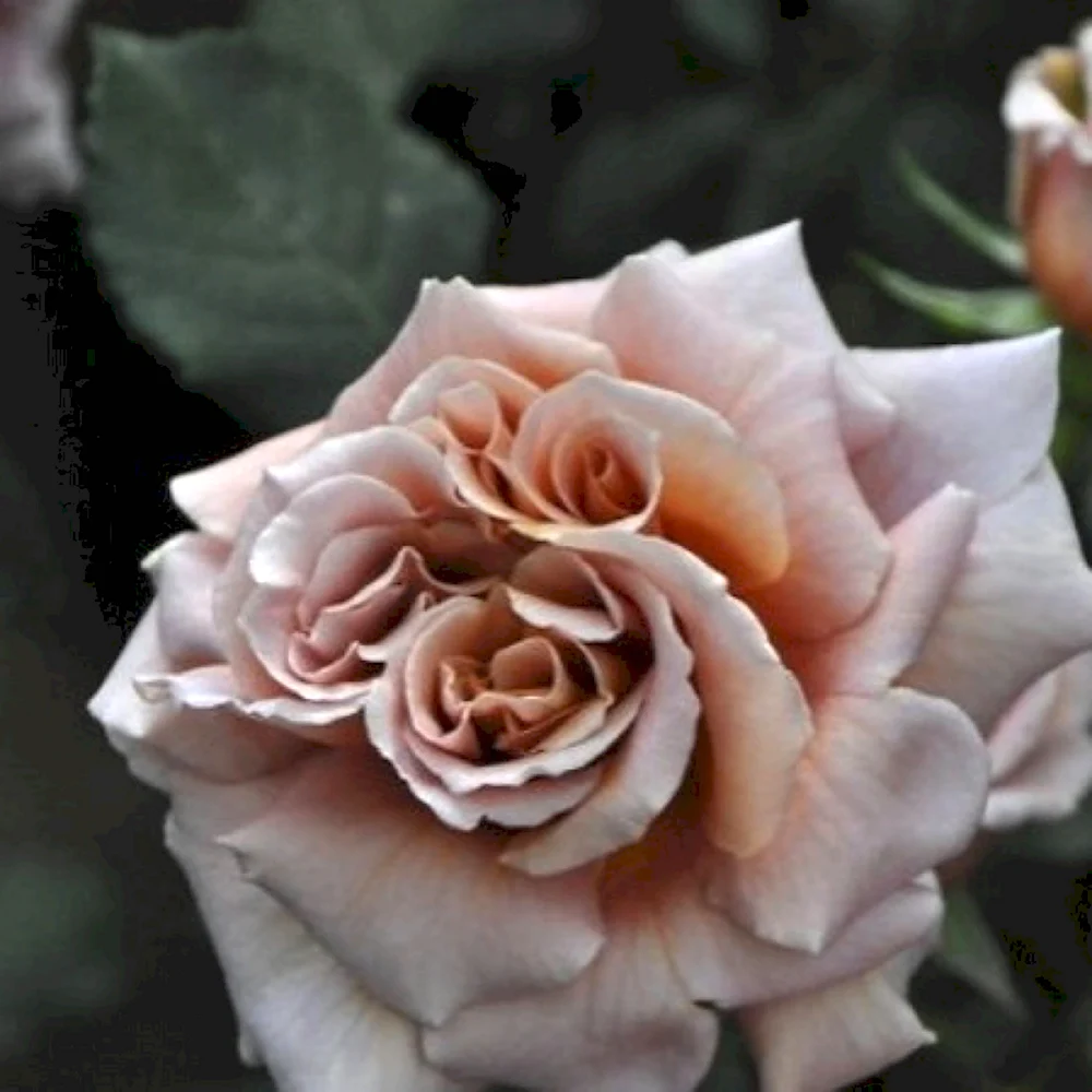 Сорт розы латте арт
