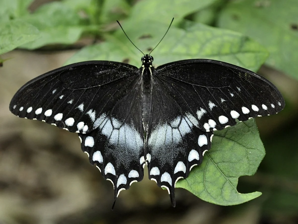 Spicebush Swallowtail бабочка