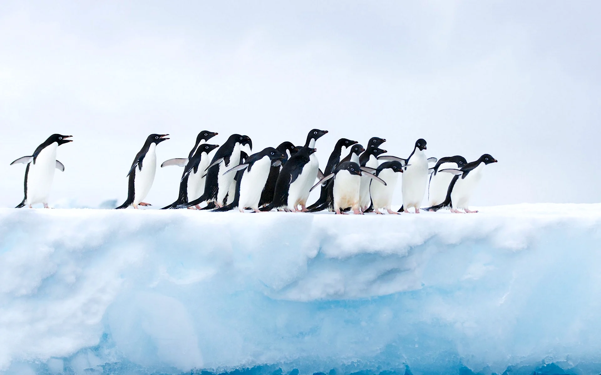 Стаи пингвинов Антарктида