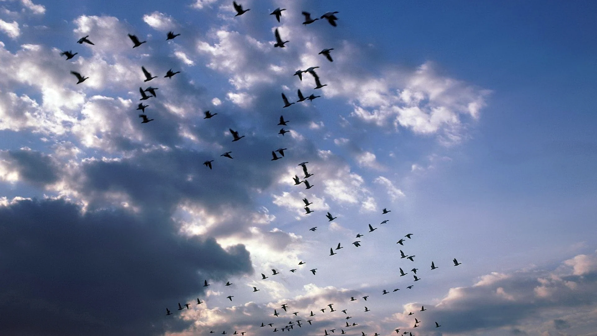 Стайка птиц в небе