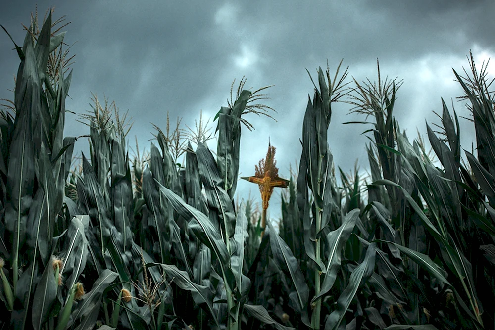 Стивен Кинг кукурузное поле