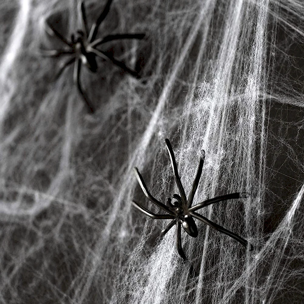 Страшный паук на паутине
