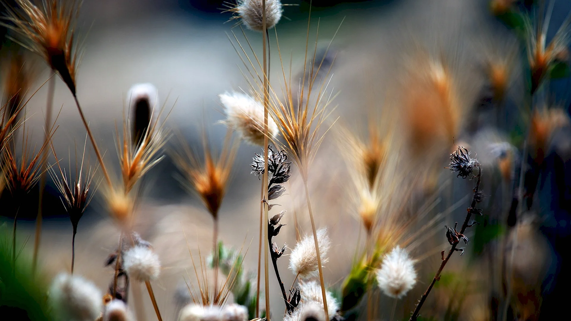 Сухоцветы Wild grass пшеница