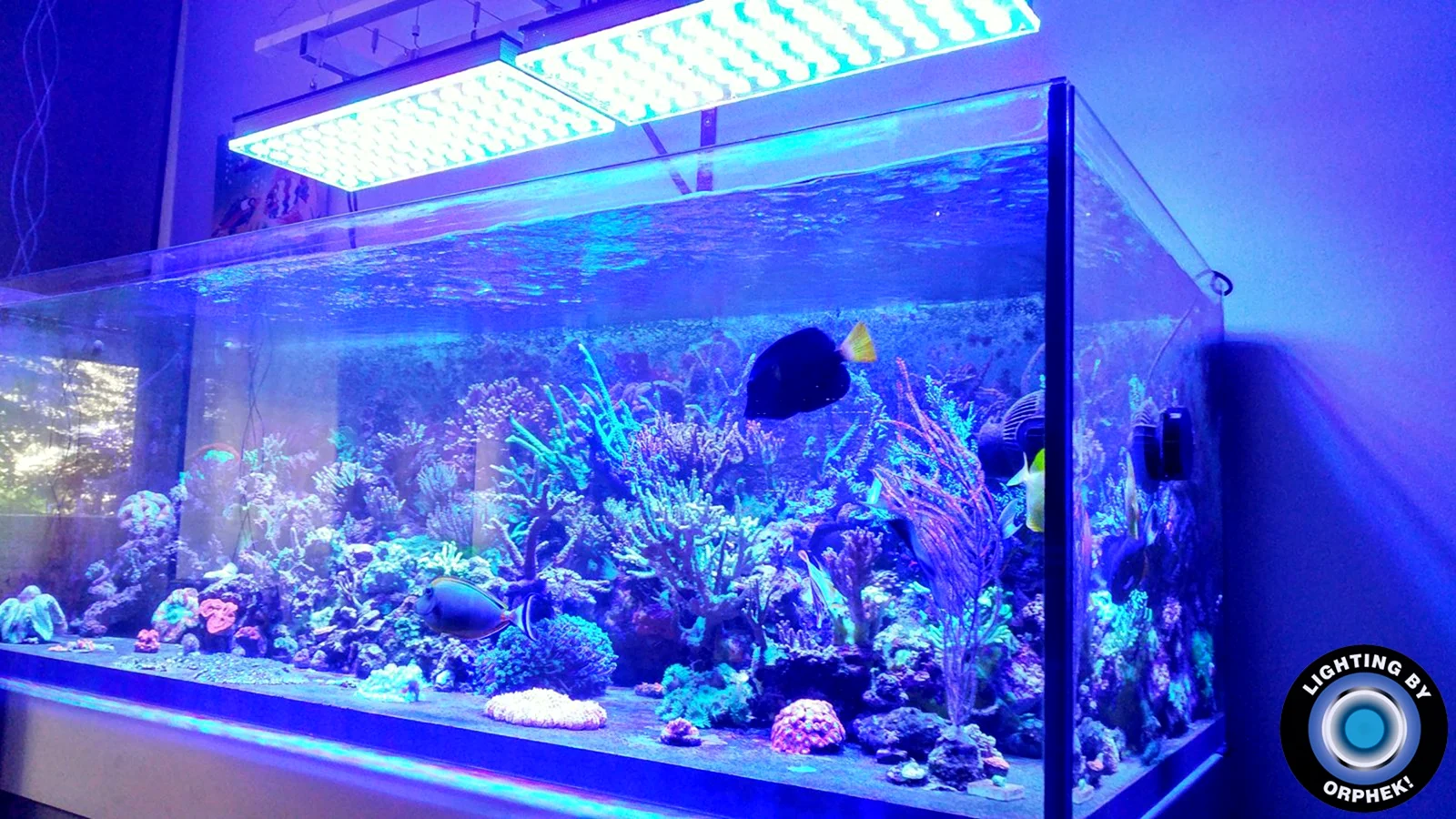 Светящиеся для аквариума