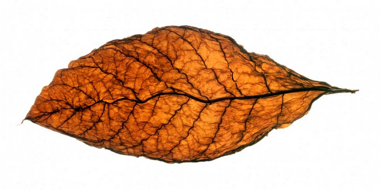 Табачный лист Берли