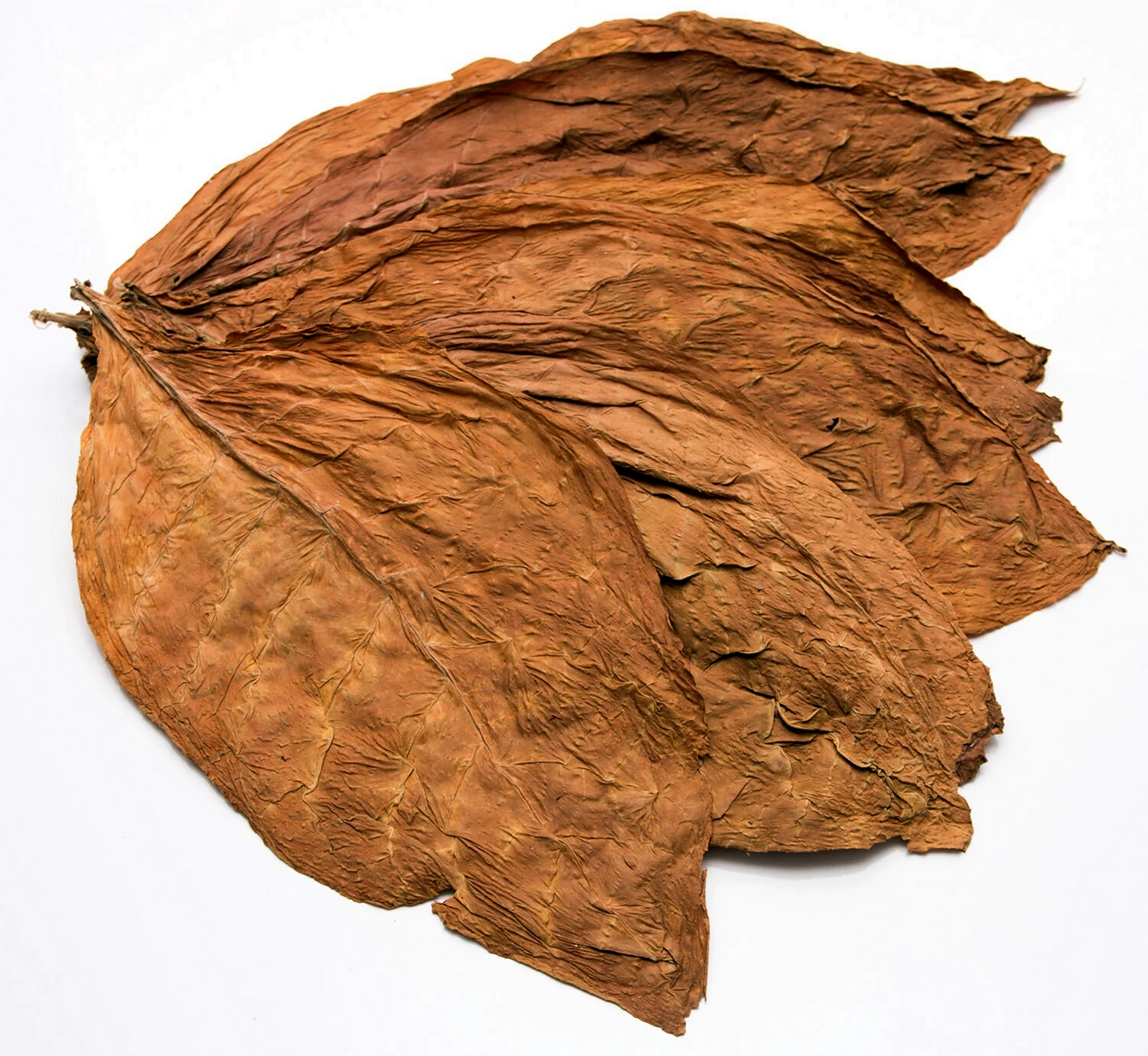 Табачный лист Берли табак