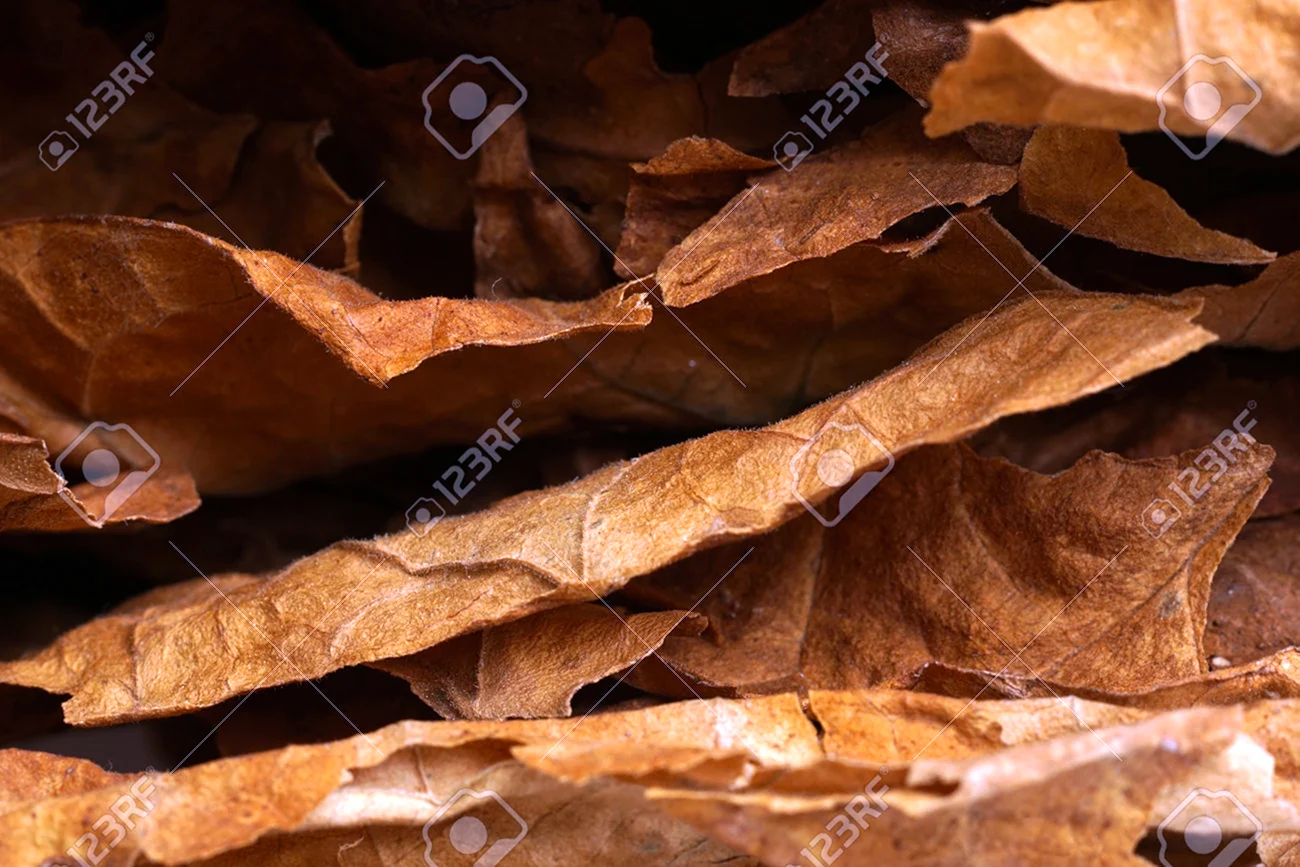 Табачный лист макро