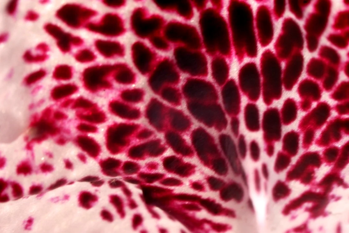 Таблица цветок розовый леопардовые