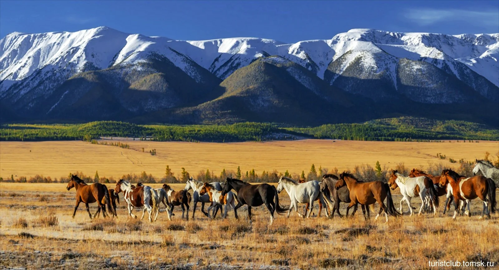 Табуны лошадей в Монголии