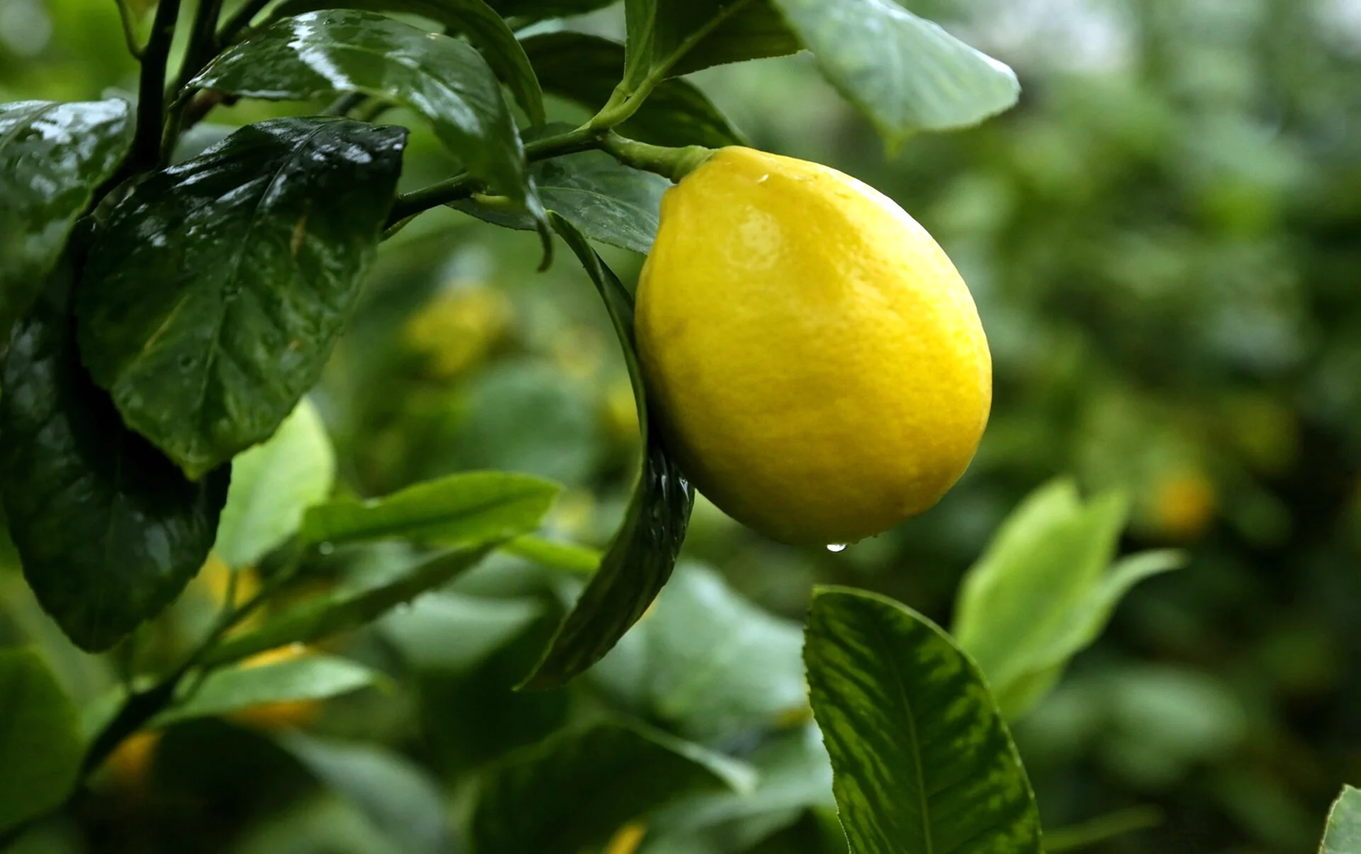 Таджикистанский лимон