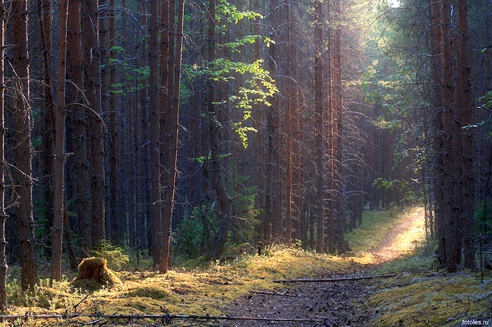 Таежный лес Архангельской области фото