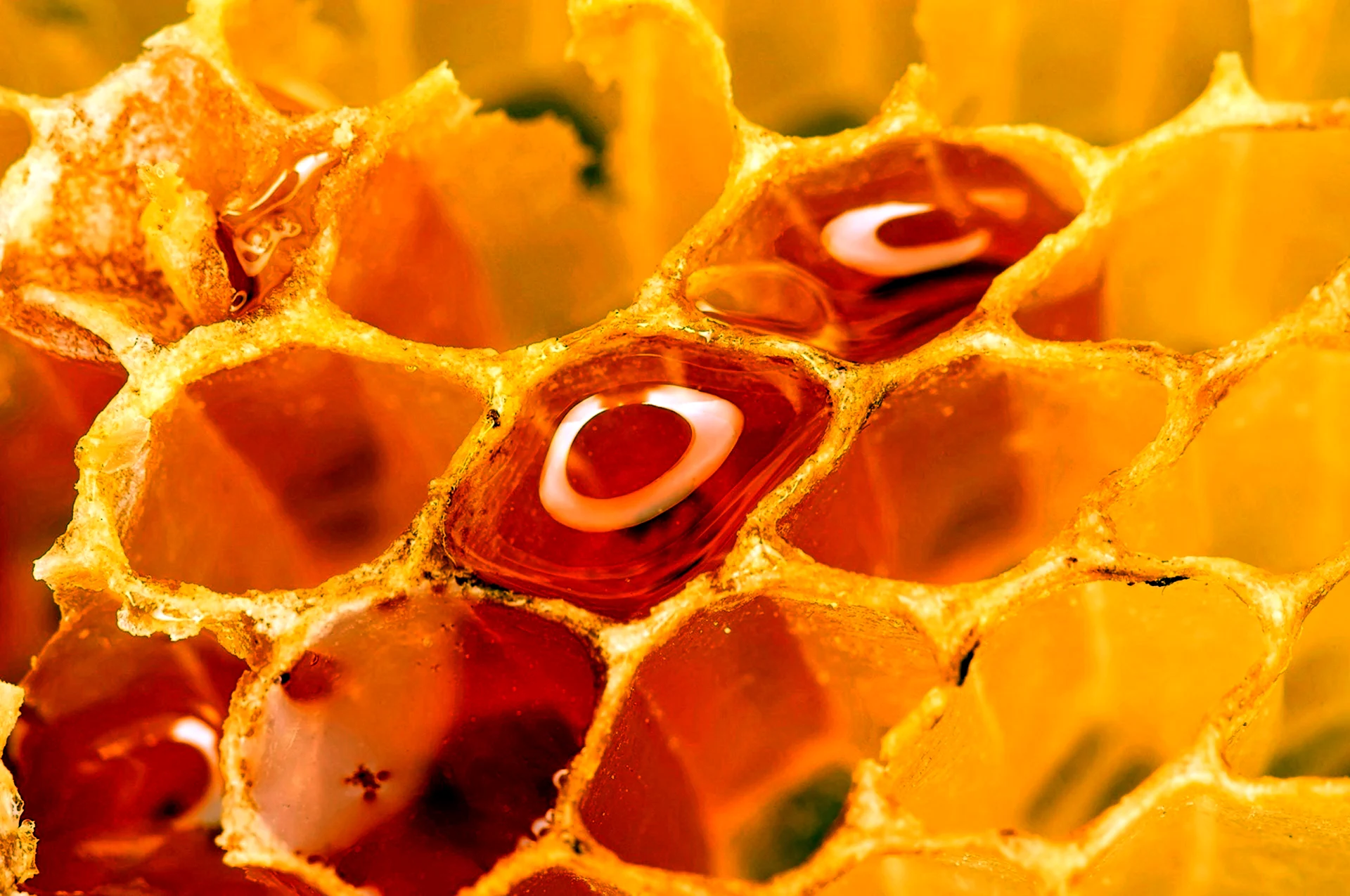 Тагетисы медовые соты