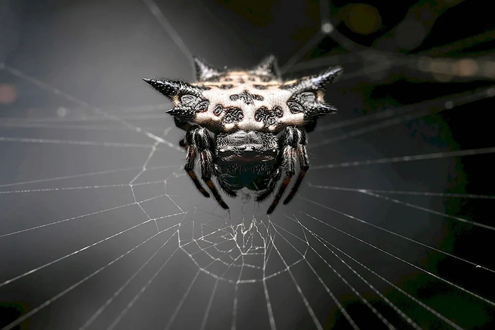 Таратект паук