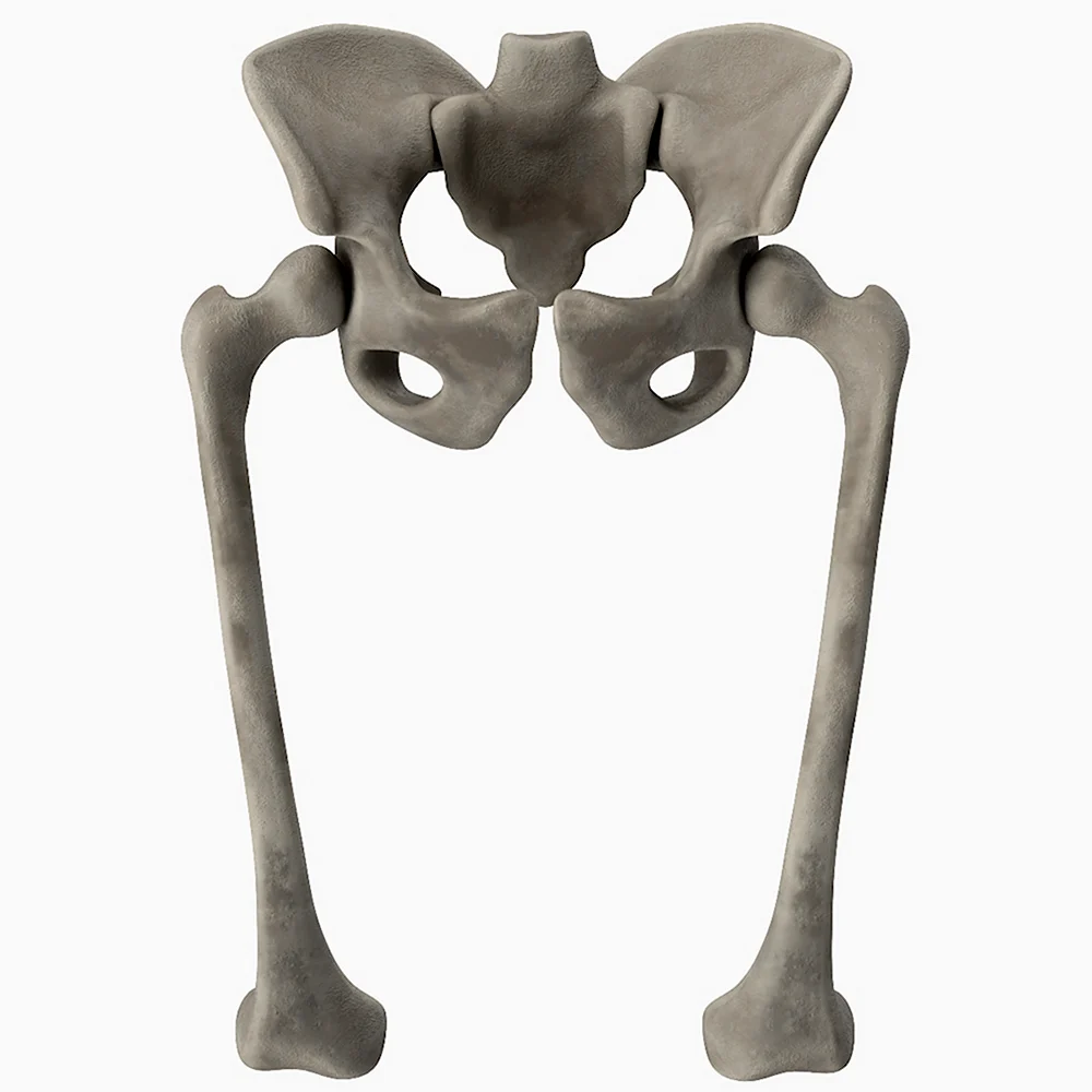 Тазовая кость анатомия 3d