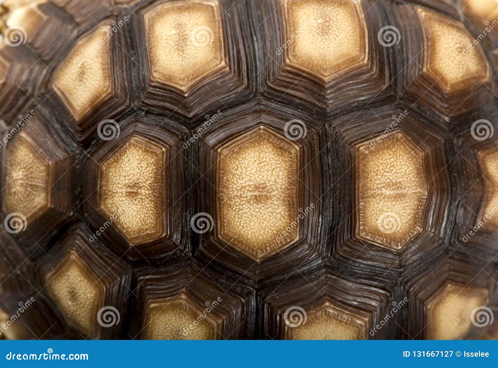 Текстура черепахи