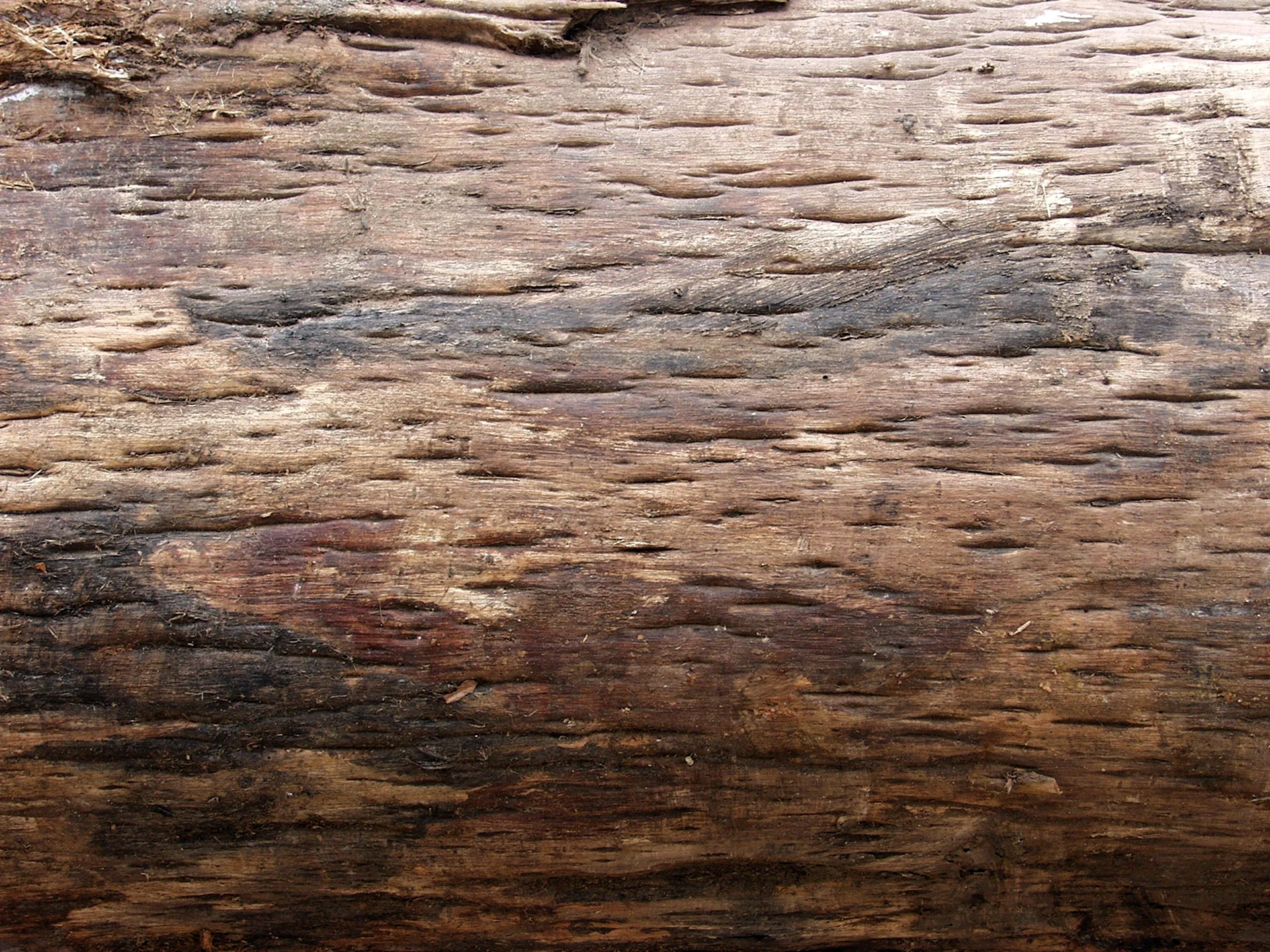 Текстура дерева без коры