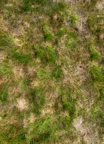 Текстура травы сталкер