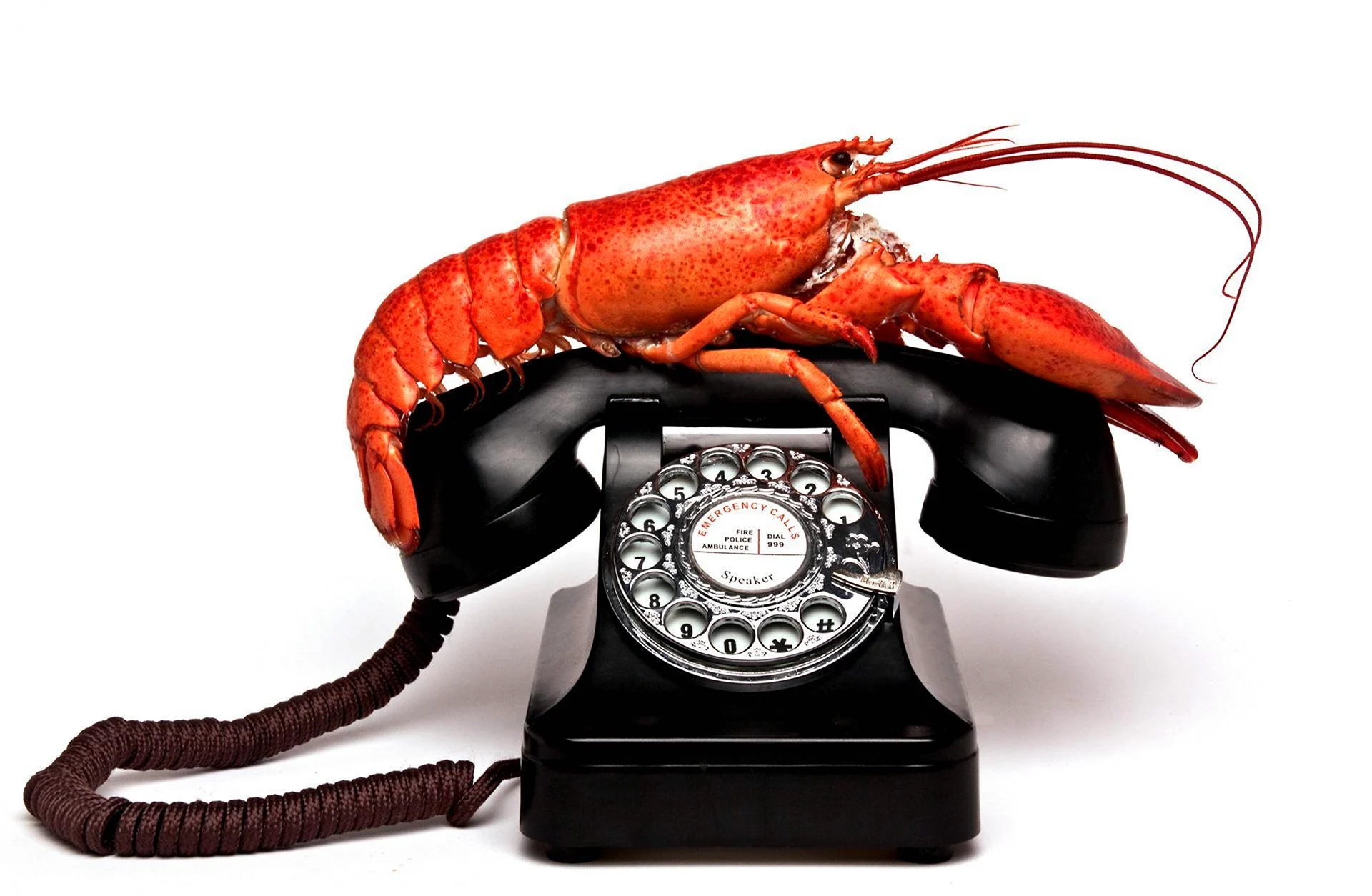 Лобстер телефон. Телефон Омар Сальвадор дали. Lobster telephone Dali. Дали телефон Омар. Телефон лобстер.