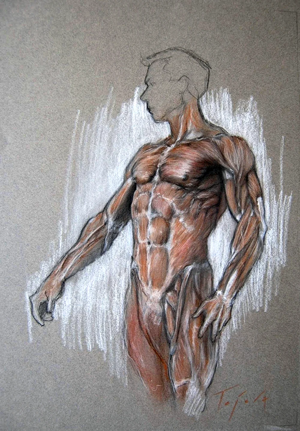 Тело человека для художников