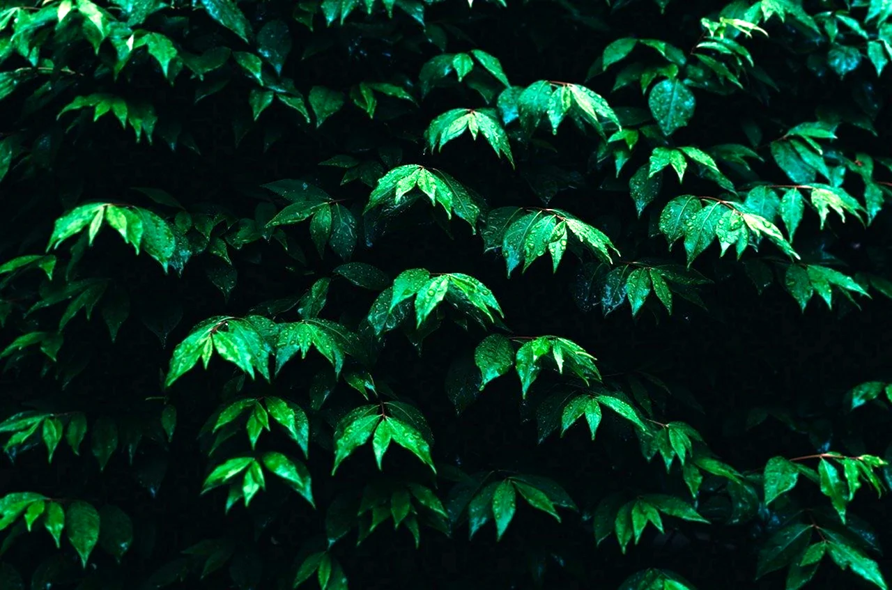 Темная листва
