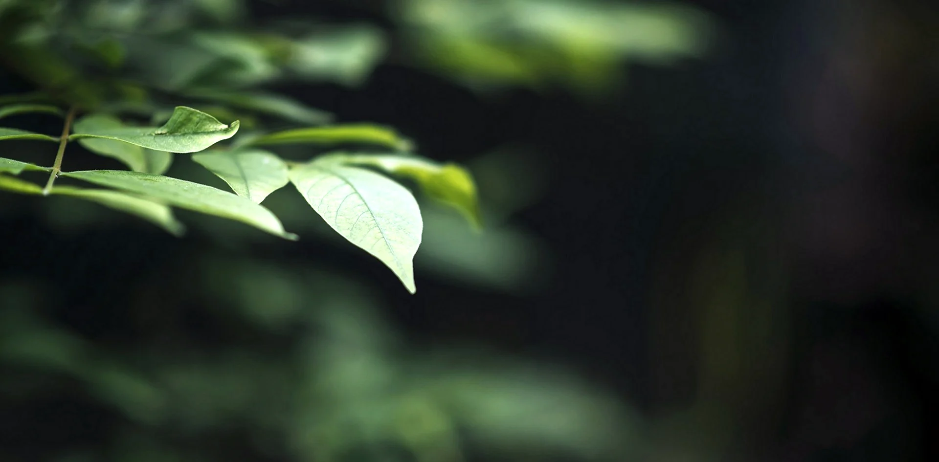 Темно зеленая листва