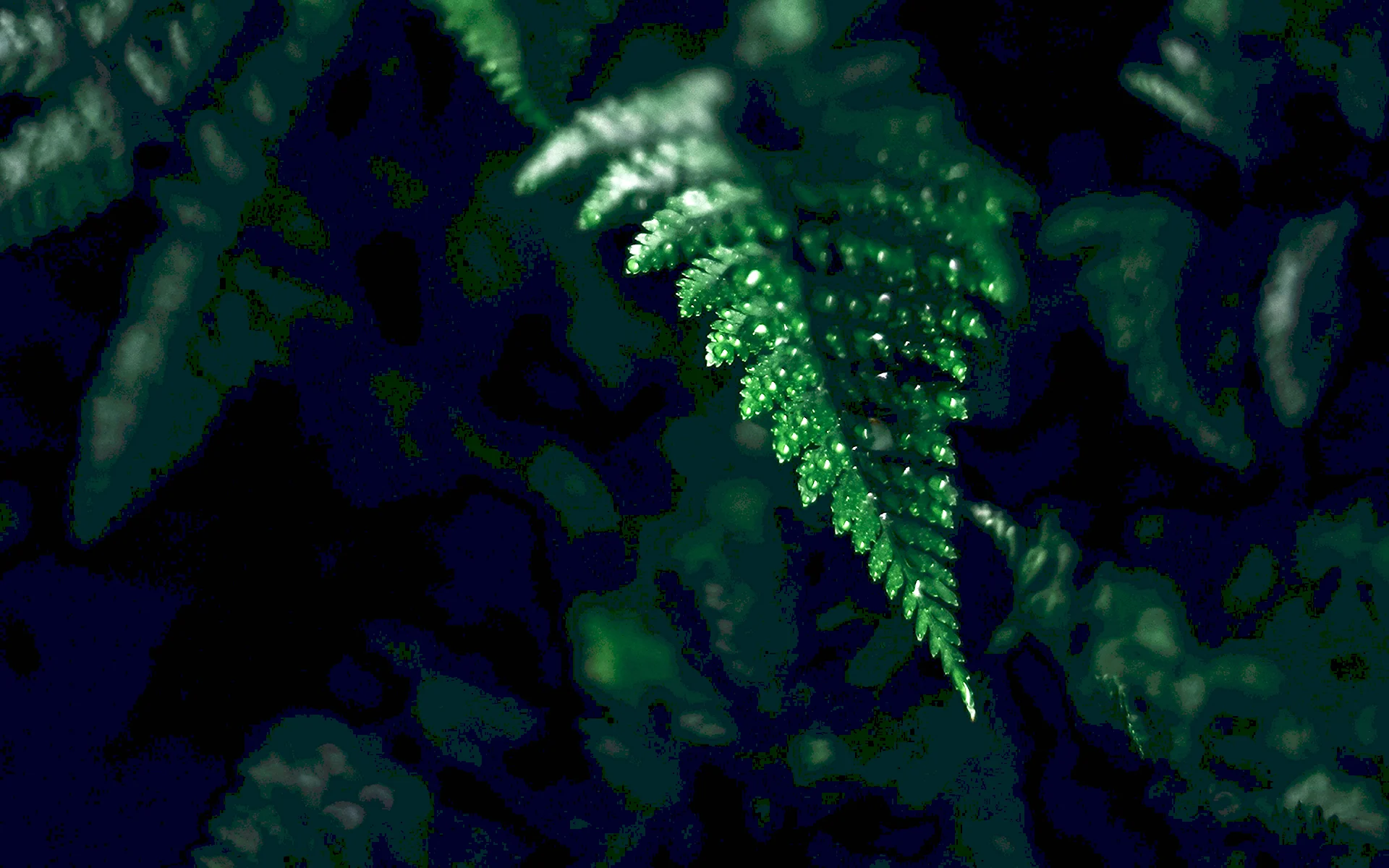 Темно зеленые листья