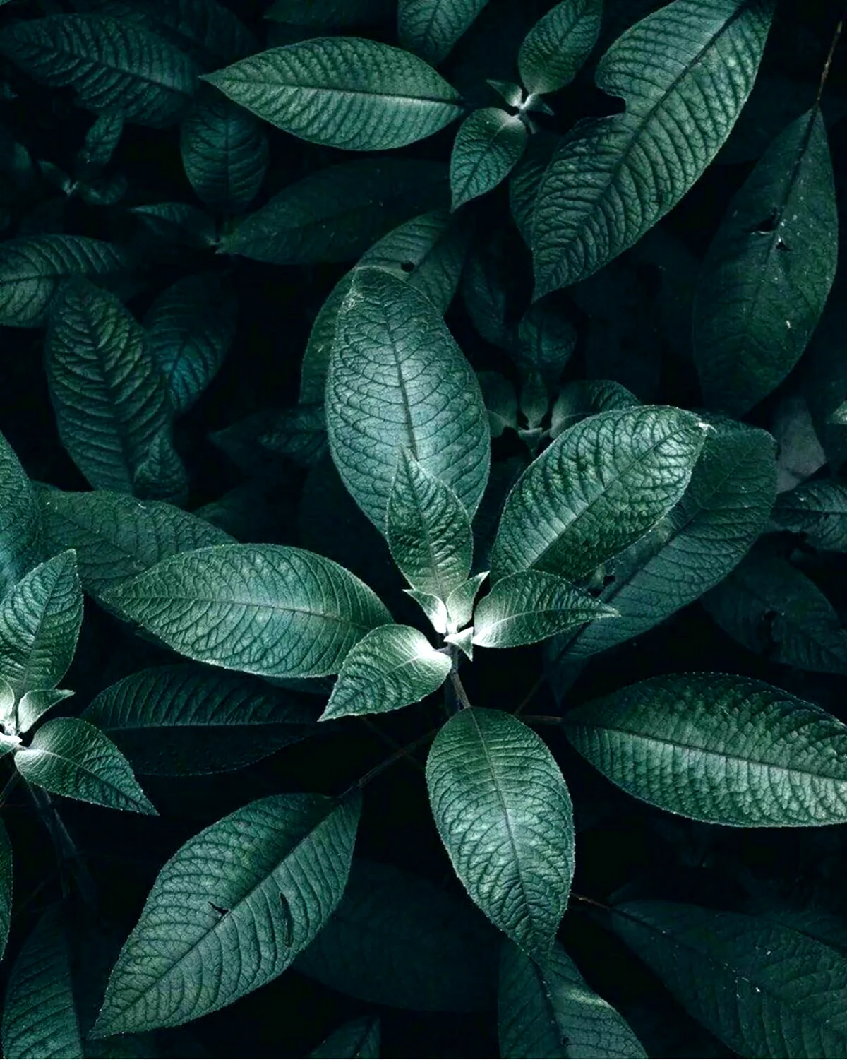 Темно зеленые растения