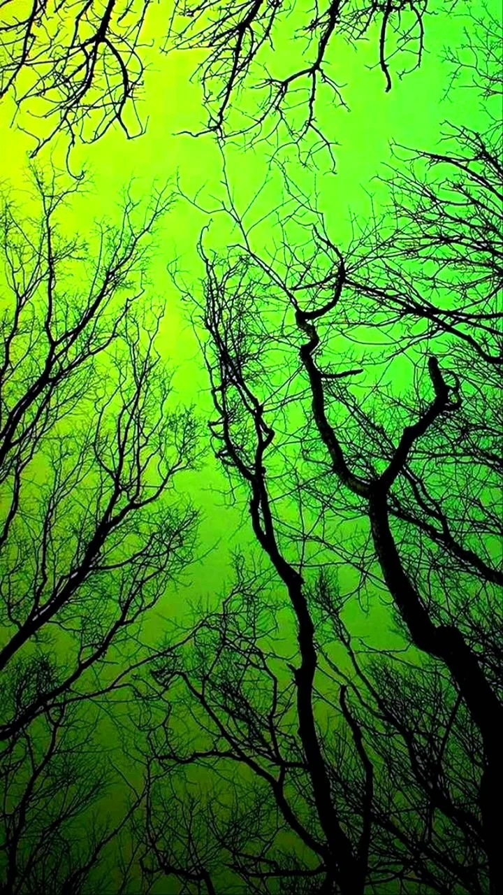 Темно зеленый фот с деревьями