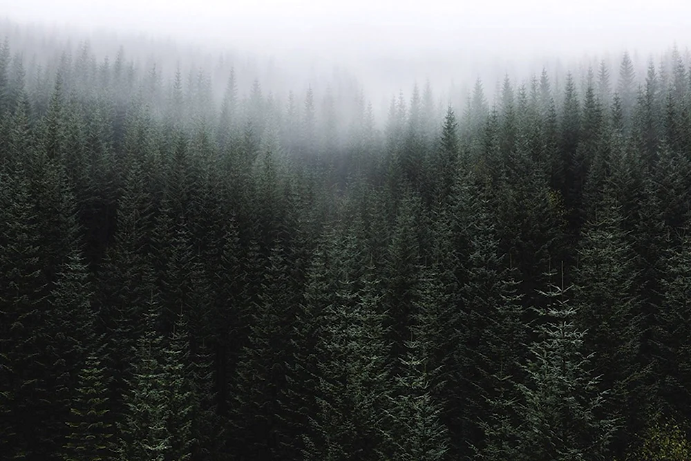Темный еловый лес