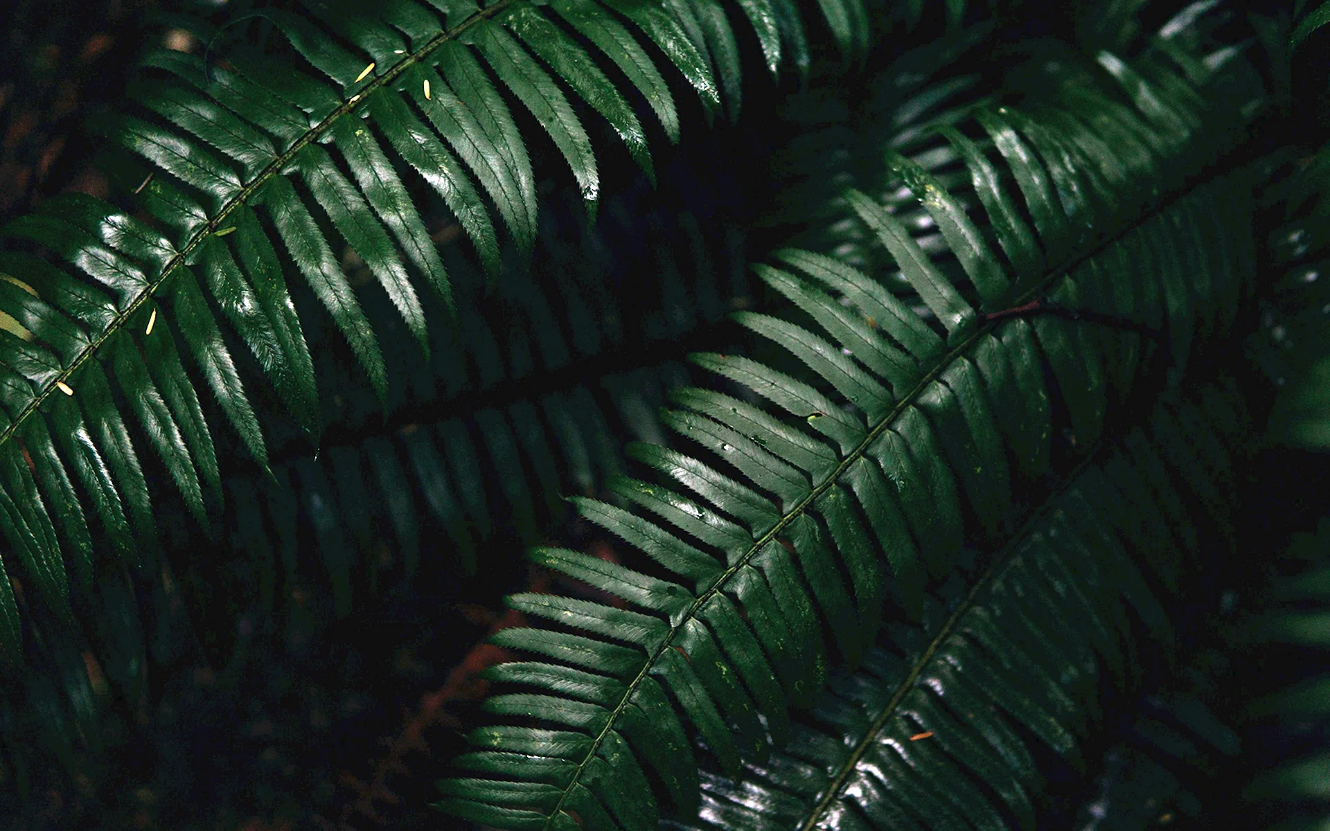Темный фон с пальмовыми листьями