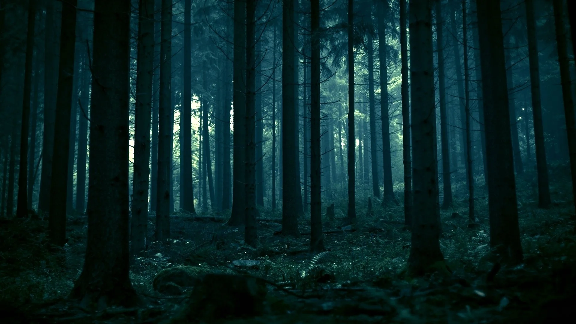 Темный лес 2005