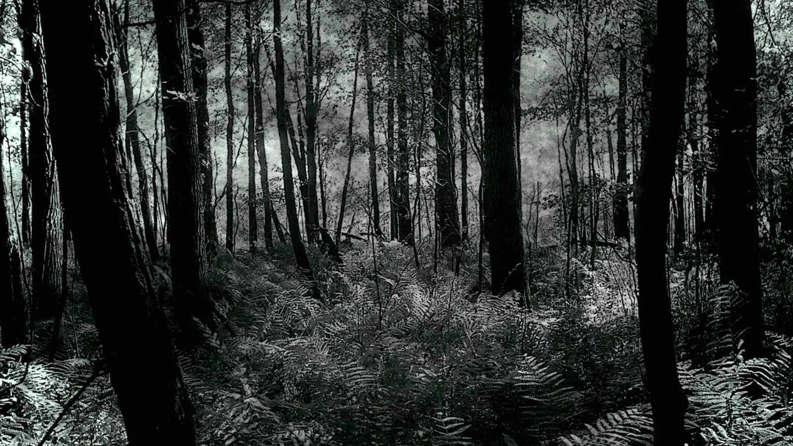 Темный лес Блэк метал