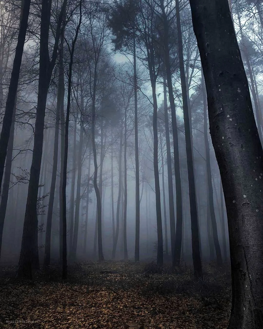 Темный лес Кристоф