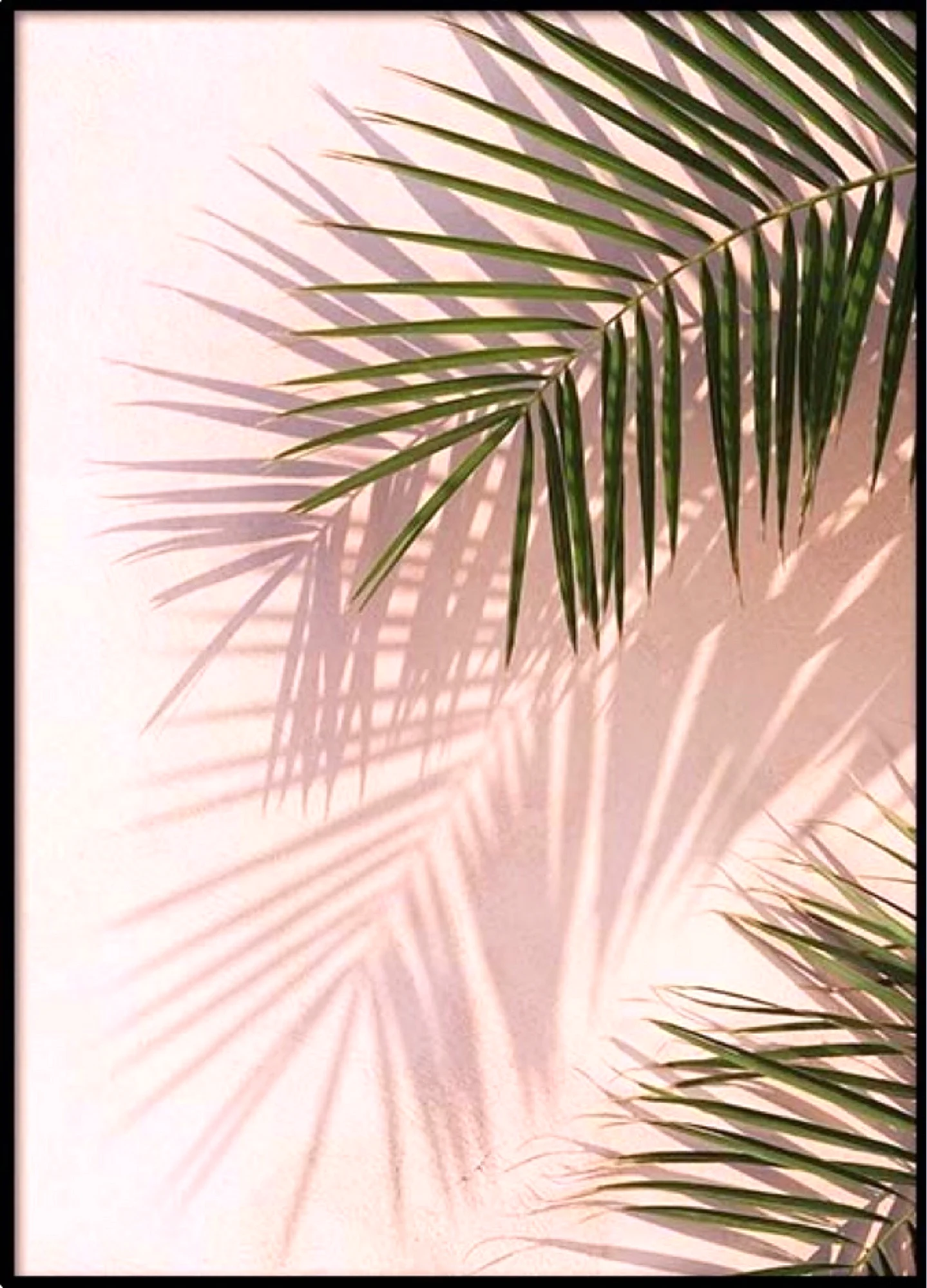 Тень от пальмы