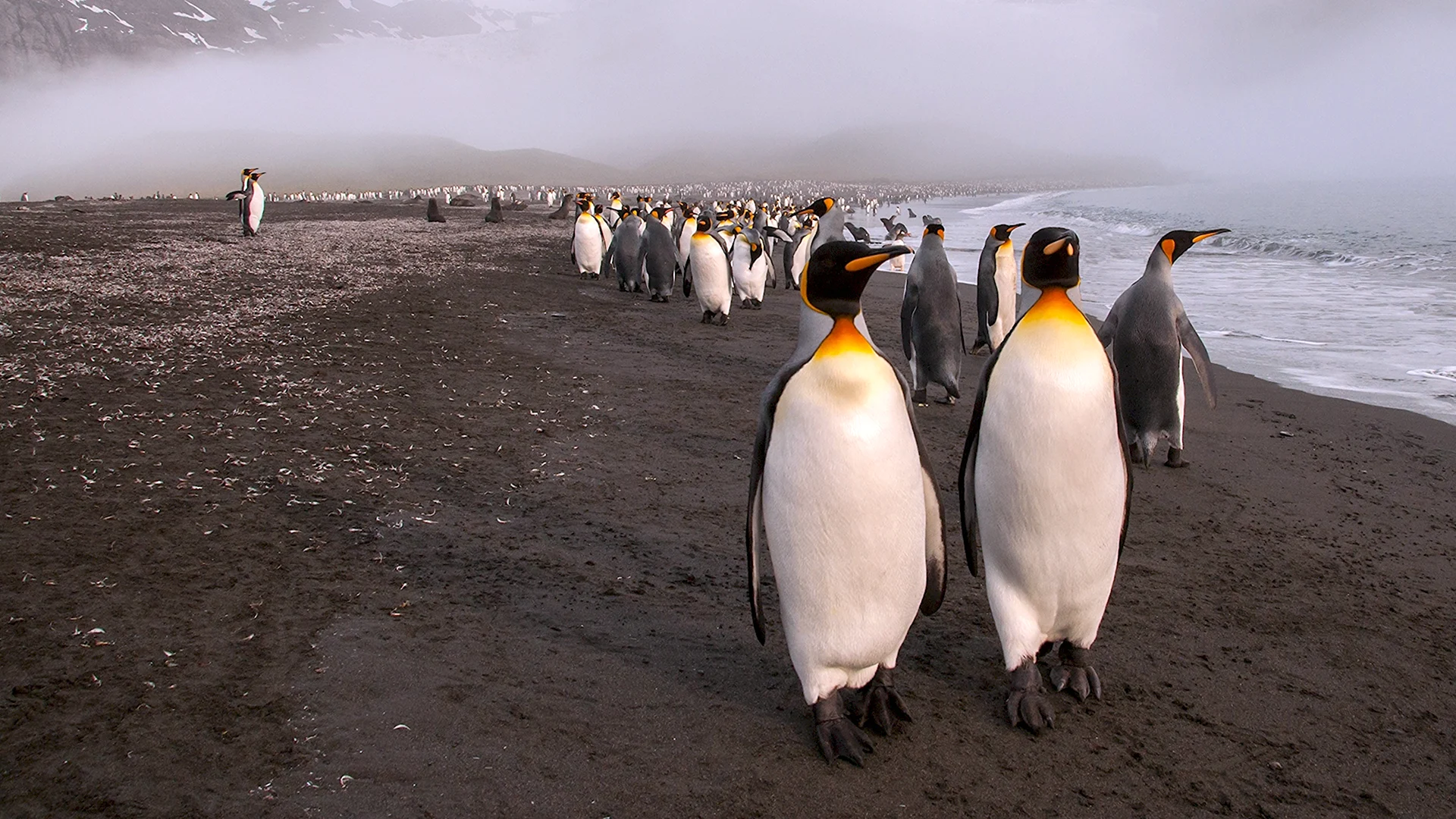 Териберка пингвины