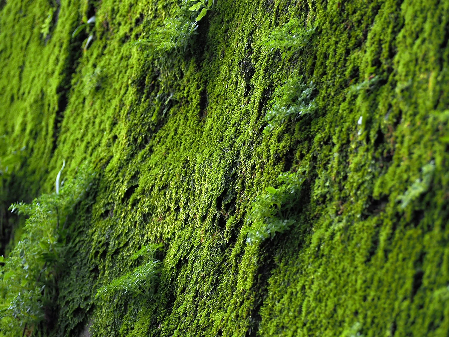 The Moss Physcomitrella Patens