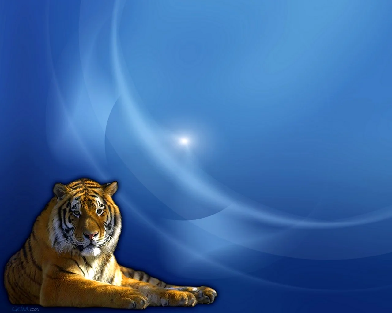Тигр на синем фоне