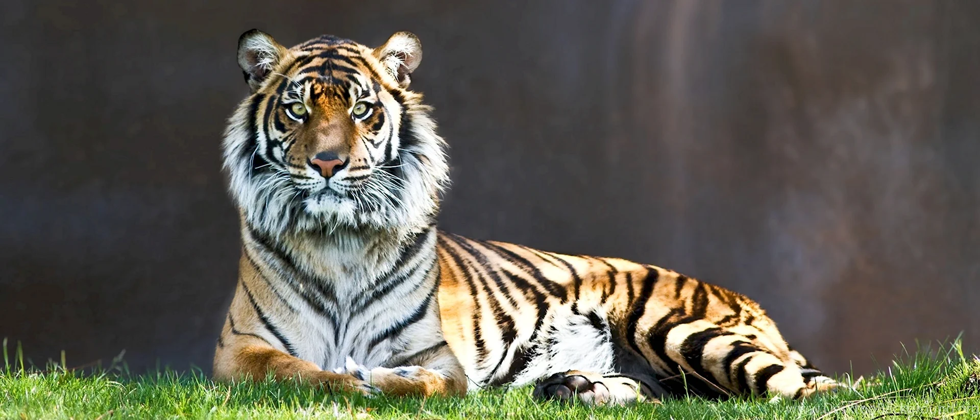 Тигр панорама