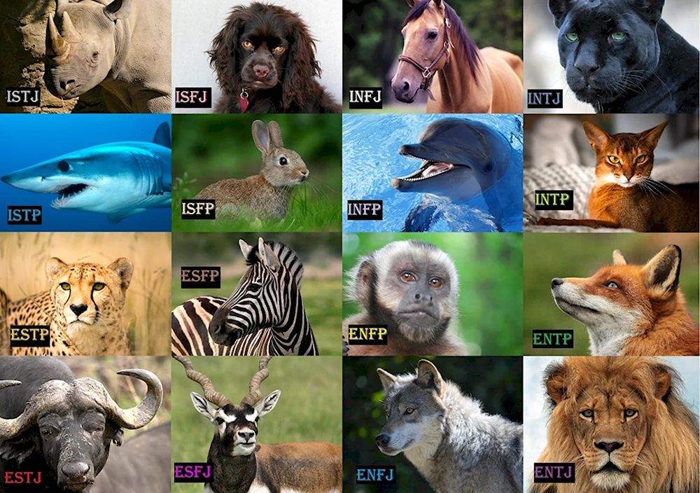 Типы личности животные