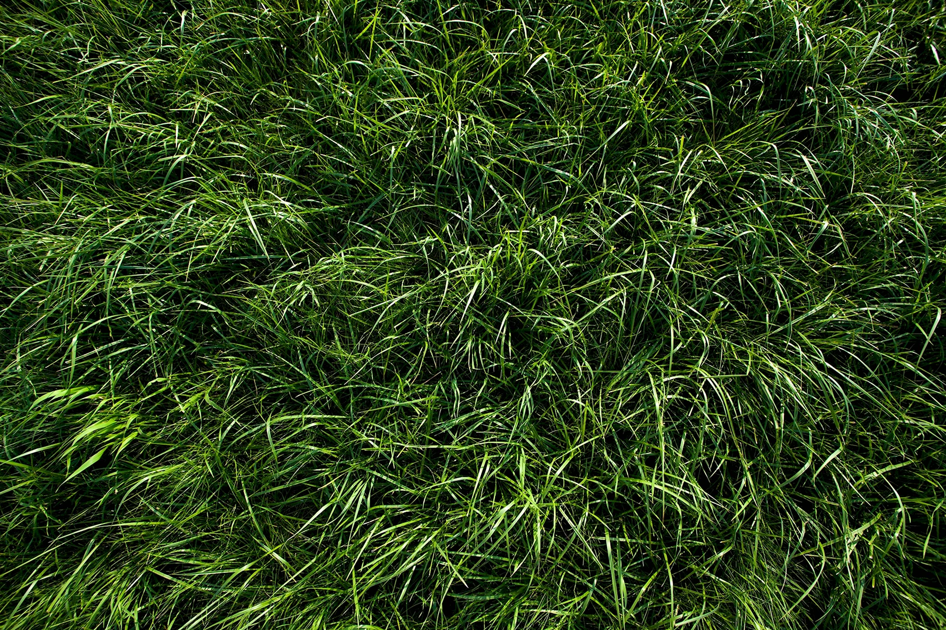 Трава газон текстура бесшовная