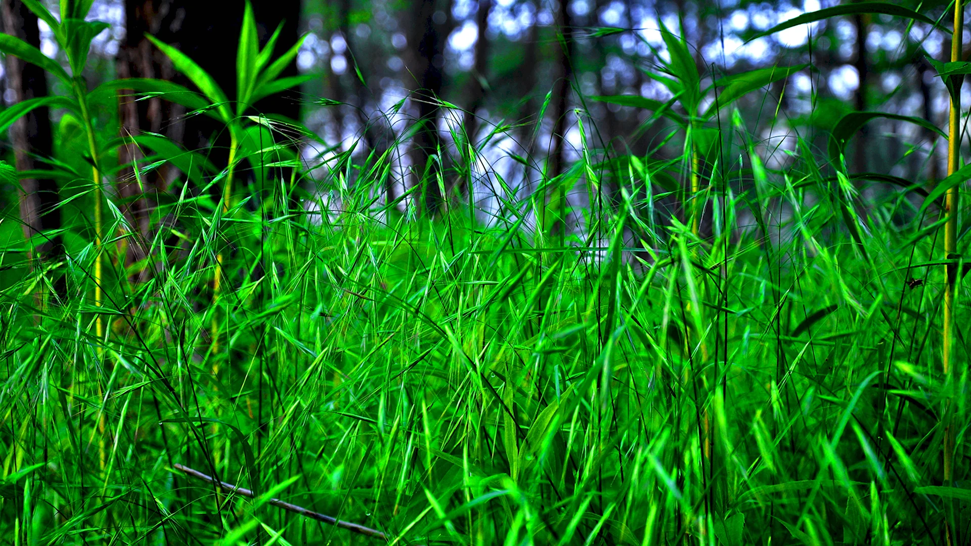Трава в лесу