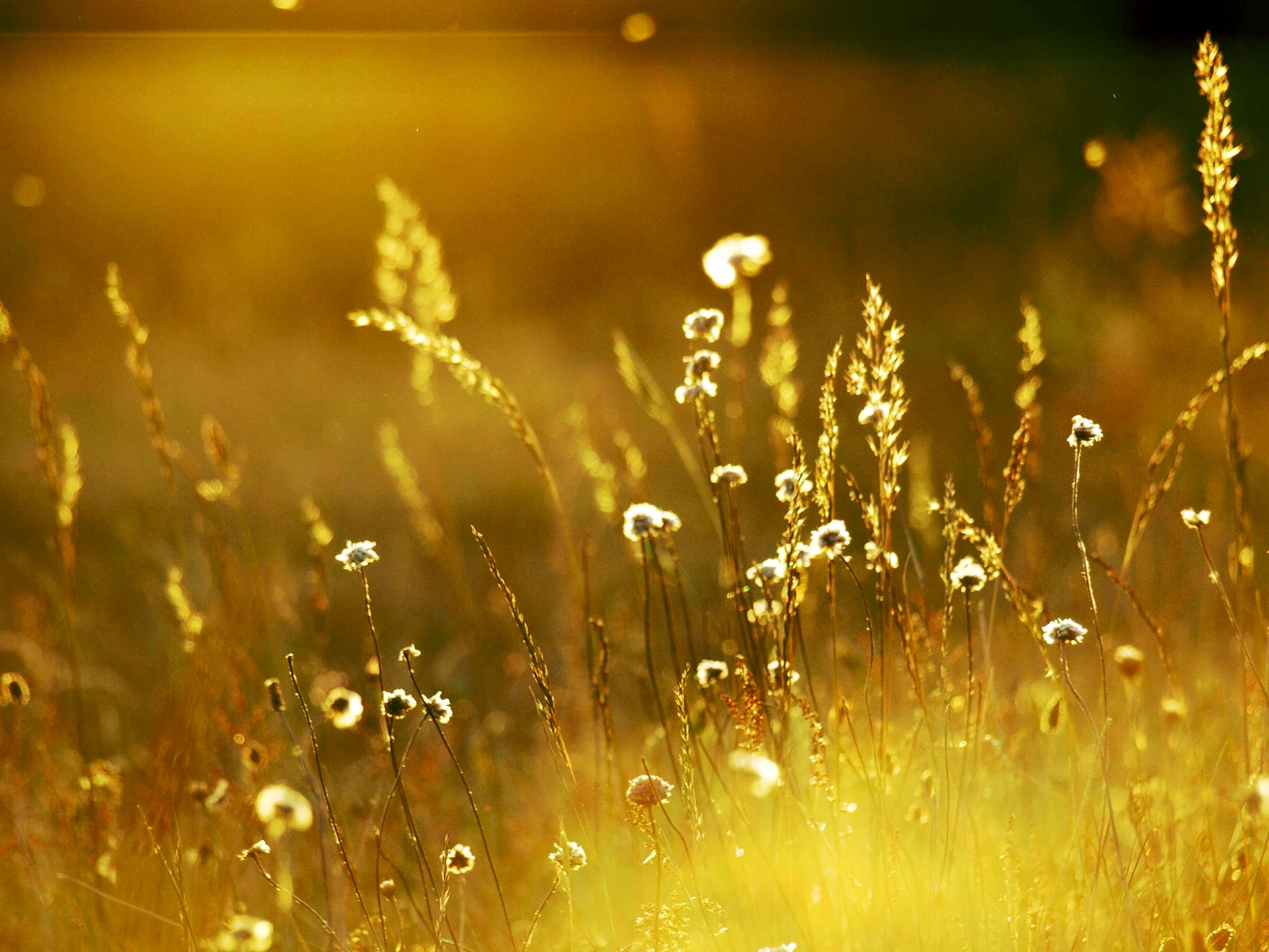 Трава в лучах солнца