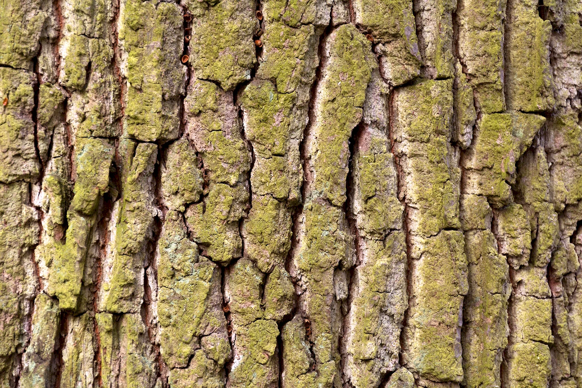 Tree Bark texture