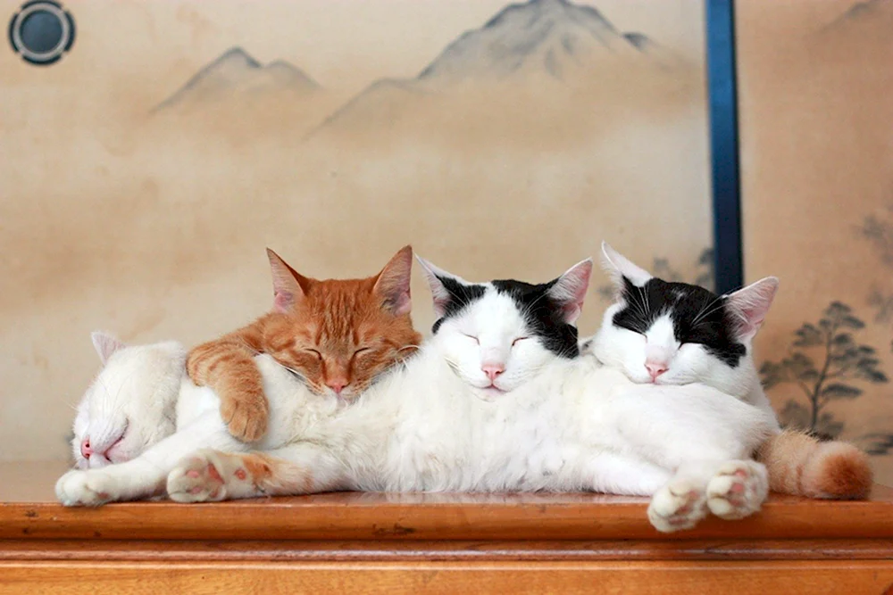 Три кошки в доме
