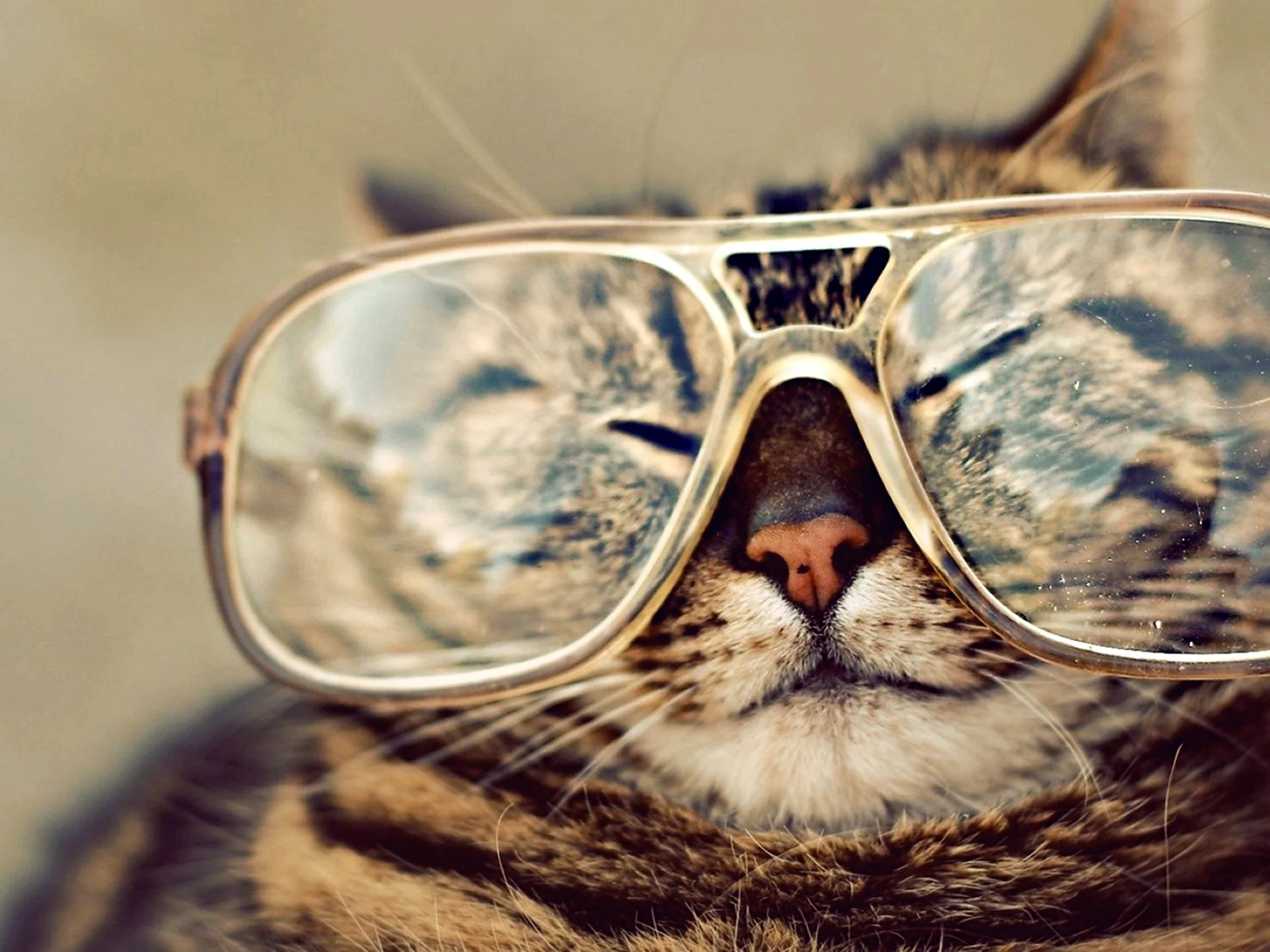 Три кошки в очках